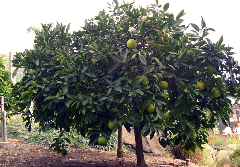 Bountiful Valley Farm_032