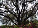 port-orleans-riverside-86