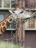 Disney's Animal Kingdom Lodge