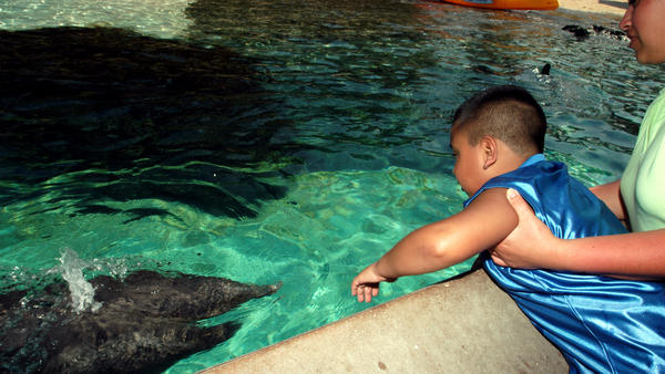 SeaWorld Orlando guests no longer allowed to feed dolphins