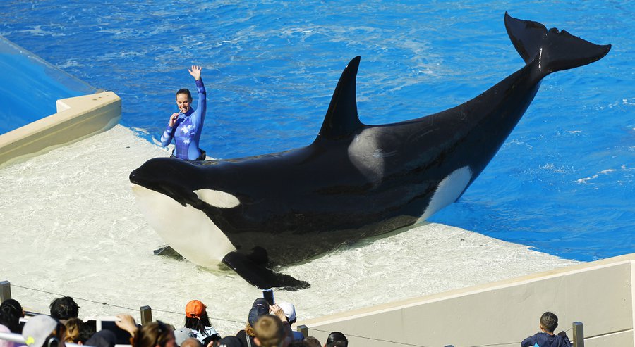 SeaWorld releases quarterly financial report