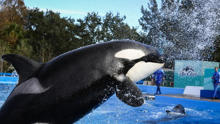 SeaWorld Orlando now offers transferrable annual pass os-whale
