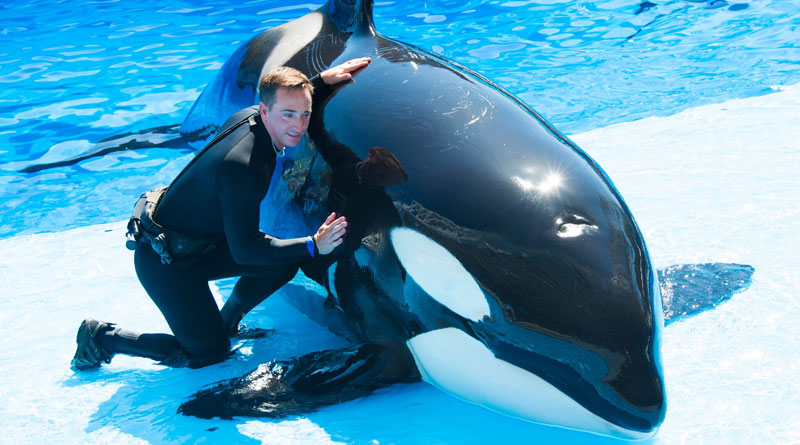 SeaWorld Adds Killer Whales to Its Roster of Up-Close Tours