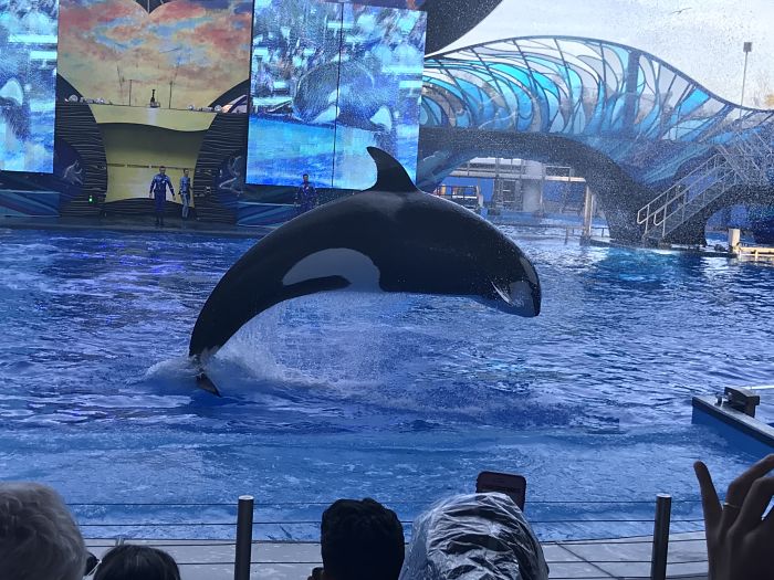 Blackfish Hasn’t Hurt Stock Prices According to SeaWorld Attorneys