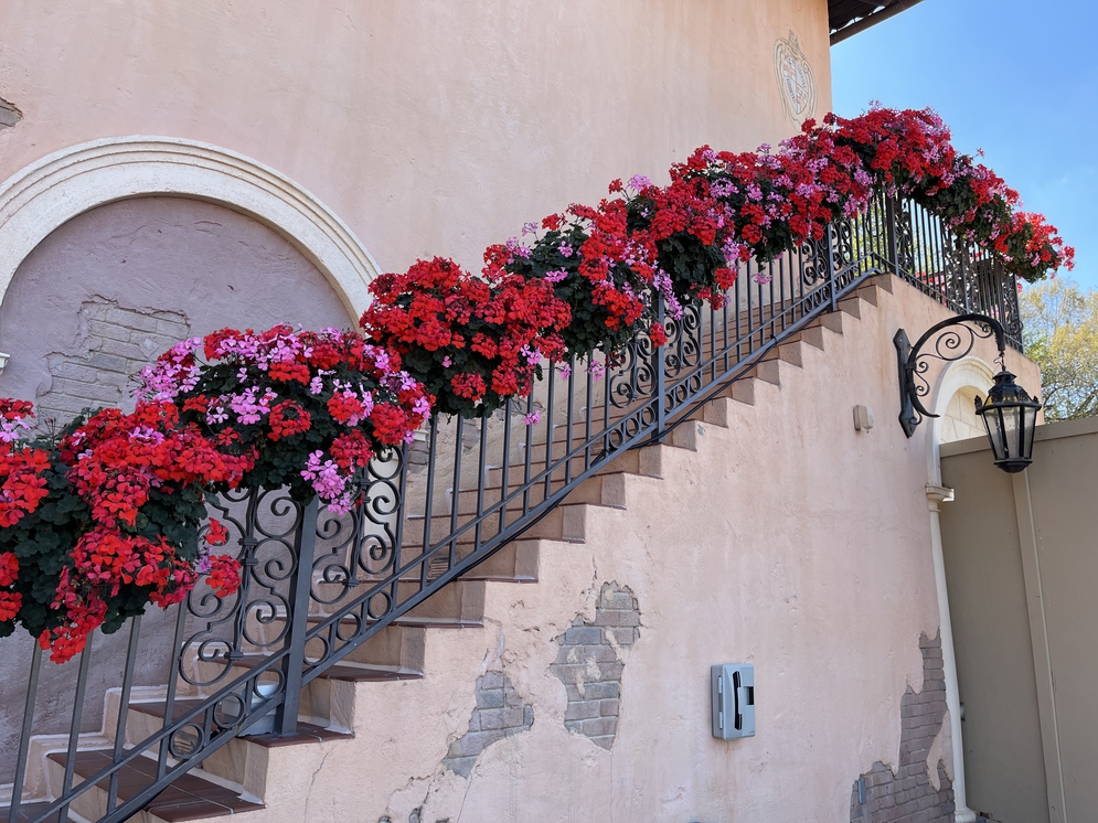Italy stairs with flowers – WDWINFO.COM Let’s Take a Flower & Garden Festival Sneak Peek Tour of EPCOT! Italy stairs with flowers