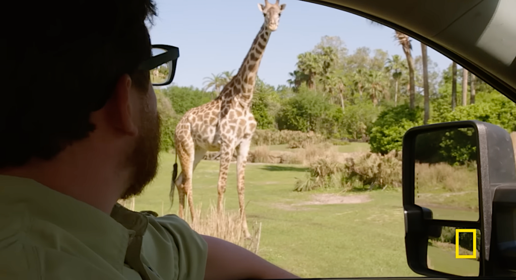Disney Giraffes