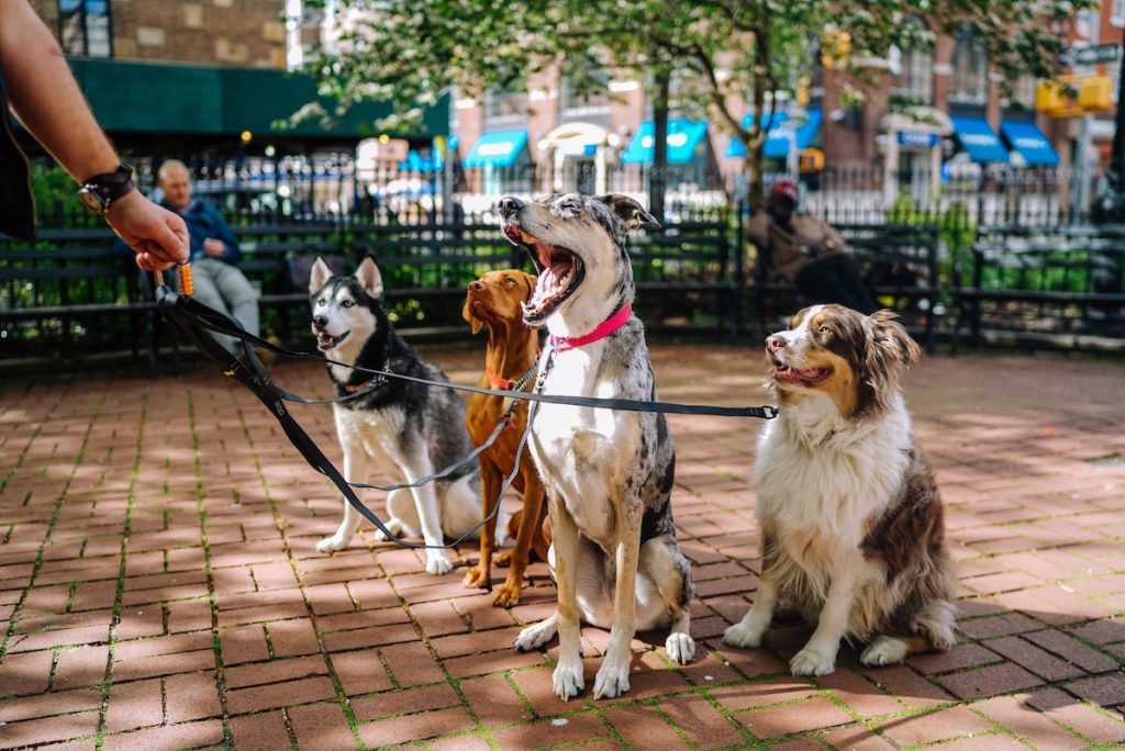 Let's talk about pets at Walt Disney World