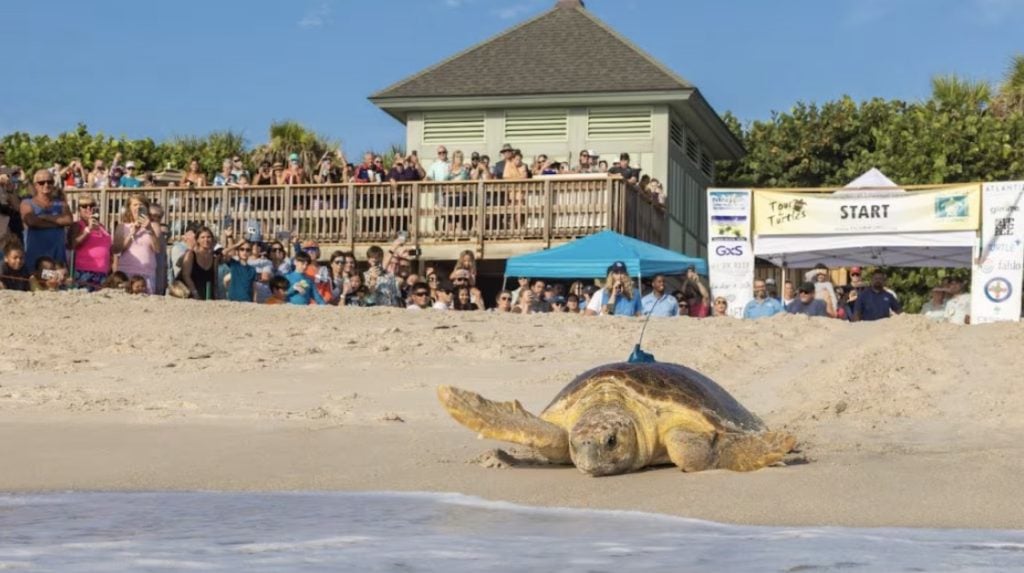 See the Tour de Turtles at Disney’s Vero Beach Resort Vero Beach