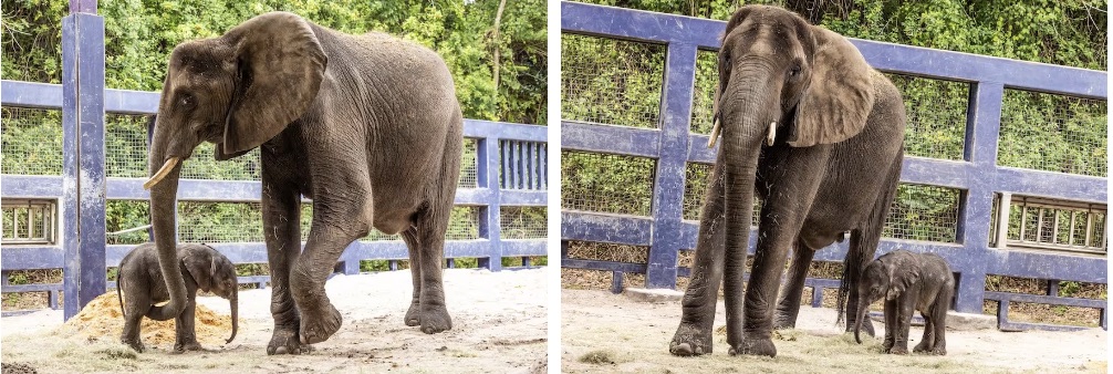 Elephants-DAK – WDWINFO.COM The New Baby at Disney’s Animal Kingdom Is Adorable! Elephants-DAK