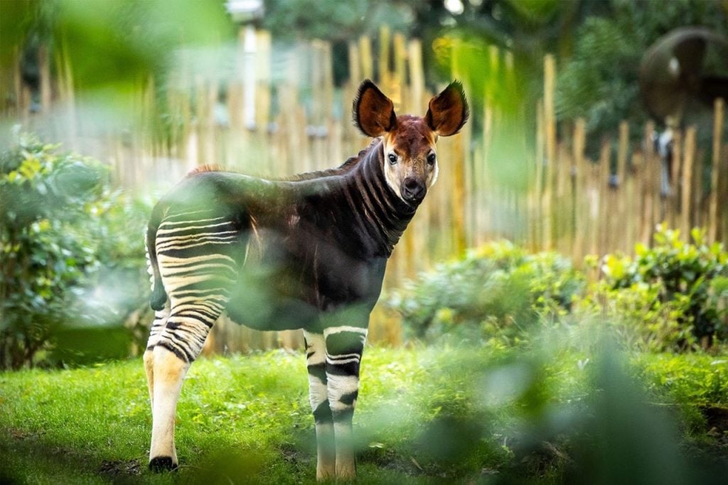 Disney’s New Baby Okapi Joins Gorilla Falls Trail at Animal Kingdom