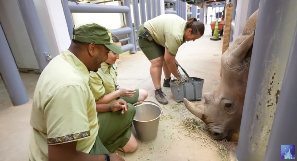 Behind the Scenes With Disney Animal Expert Robyn Rhino-Header