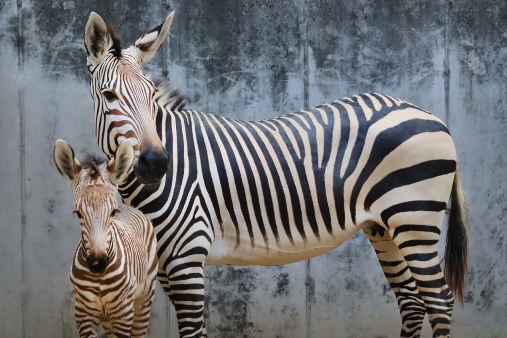 Four New Zebra Foals Join The Disney Family Savannah Zebra Foals Large