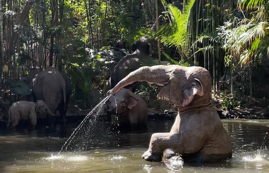 Jungle Cruise Elephant | WDWINFO.COM Which Opening Day Magic Kingdom Attractions Are Still Here 55 Years Later? Jungle Cruise Elephant Disneyland Jungle Cruise Elephant