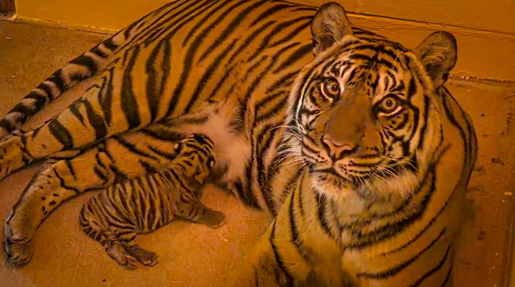 NEW Baby Sumatran Tiger Born at Disney’s Animal Kingdom