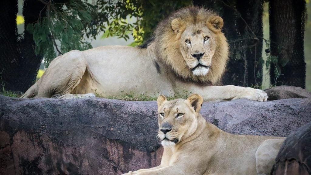 Two Animal Kingdom Lions Moving to Retirement Haven 2024-wdw-animal-kingdom-lions-2 Large