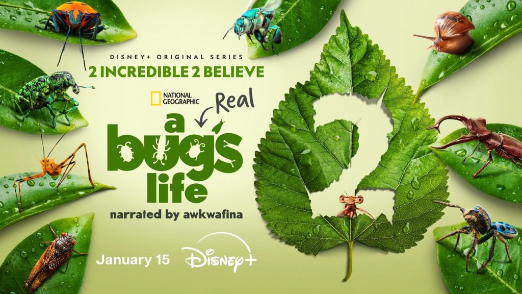 ‘A Real Bug’s Life’ Returns for Season 2 with Awkwafina A Bugs Real Life Large