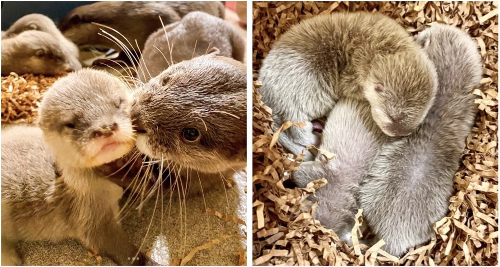 Gorgeous Photos of New Otter Pups at Disney’s Animal Kingdom Otter header