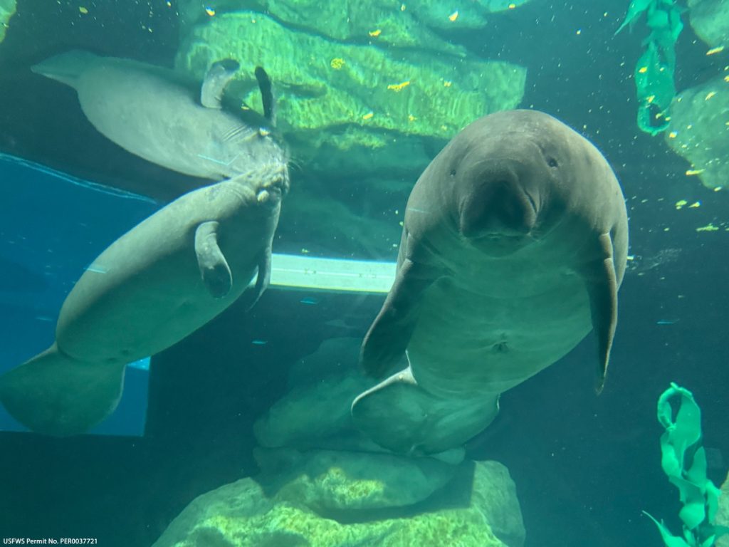 Disney Shares New Details on Manatee Rehab Changes at EPCOT Manatees_at_EPCOT_LM-5-2048x1536