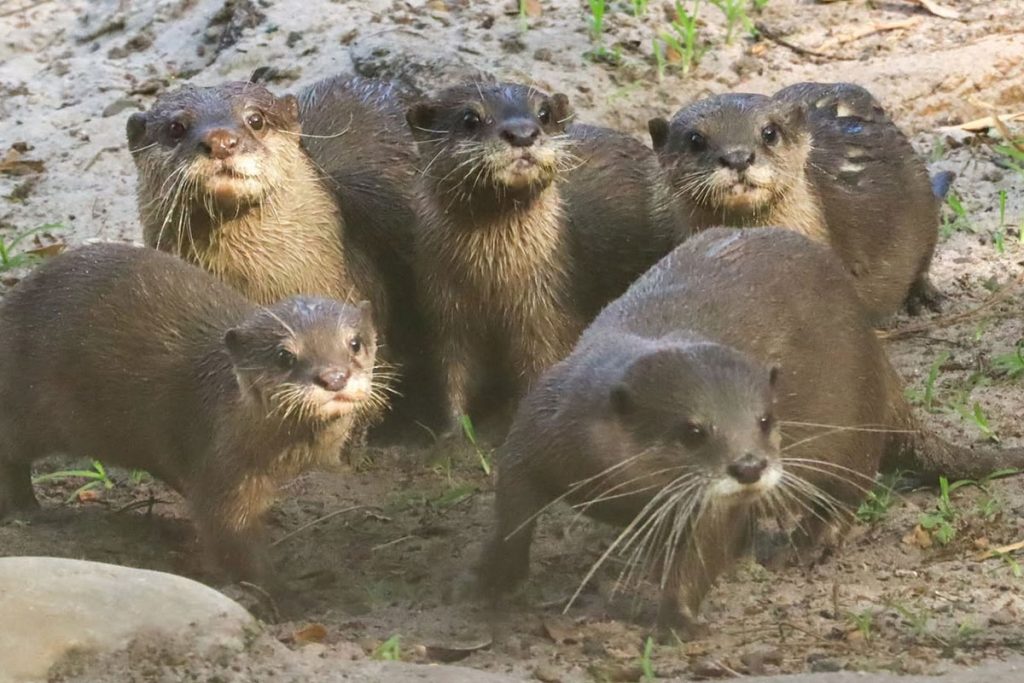 Baby Otters Make Their Grand Debut at Disney’s Animal Kingdom