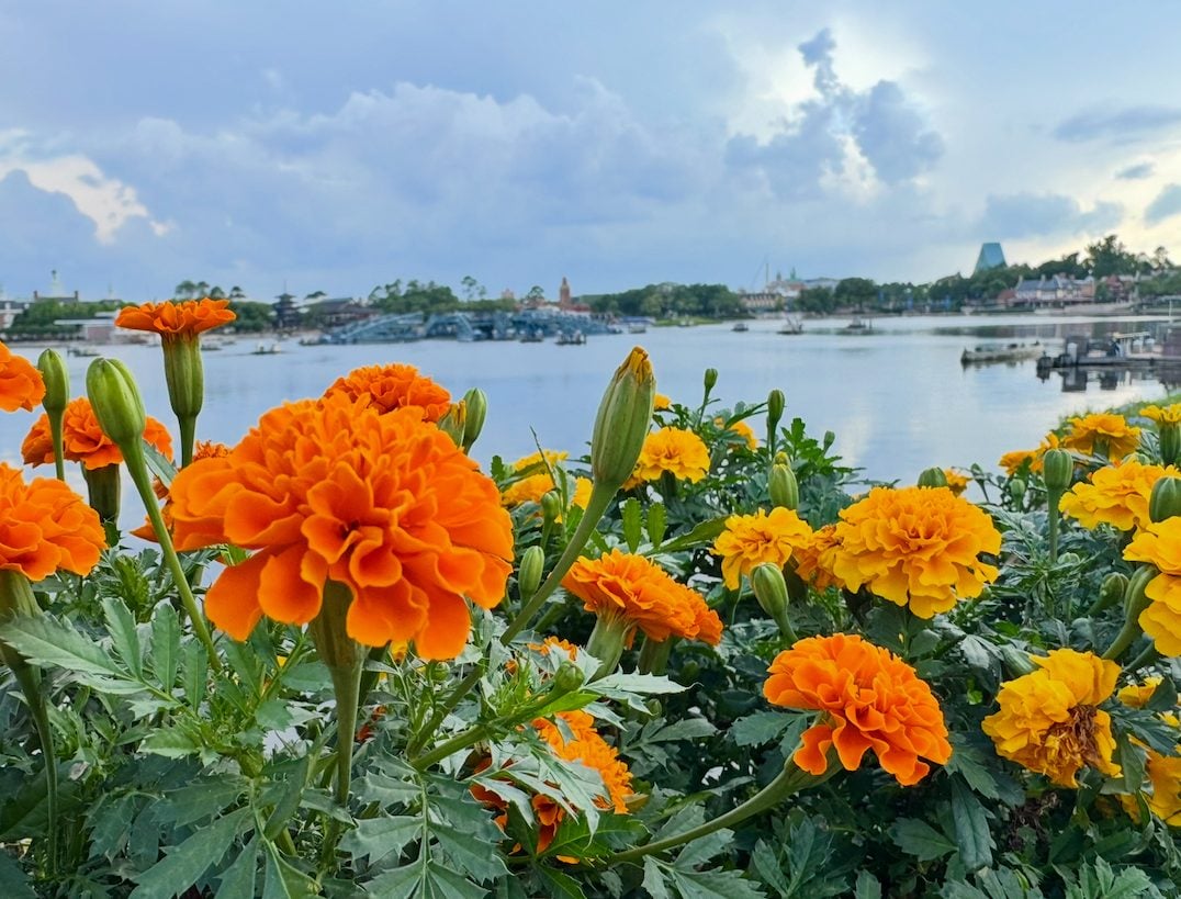 world showcase flower garden – WDWINFO.COM Last Chance to Enjoy These EPCOT Flower & Garden Treats! world showcase flower garden