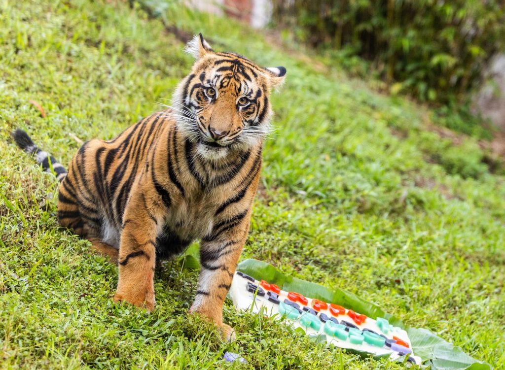 Bakso the Tiger Turns One at Disney’s Animal Kingdom