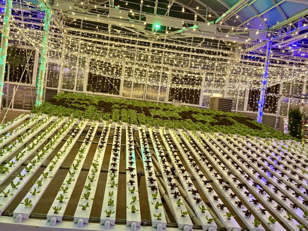glimmering greenhouses_living_with_the_land_chloe 26 – WDWINFO.COM Disney World’s Best Christmas Lights are at EPCOT: Glimmering Greenhouses glimmering greenhouses_living_with_the_land_chloe 26