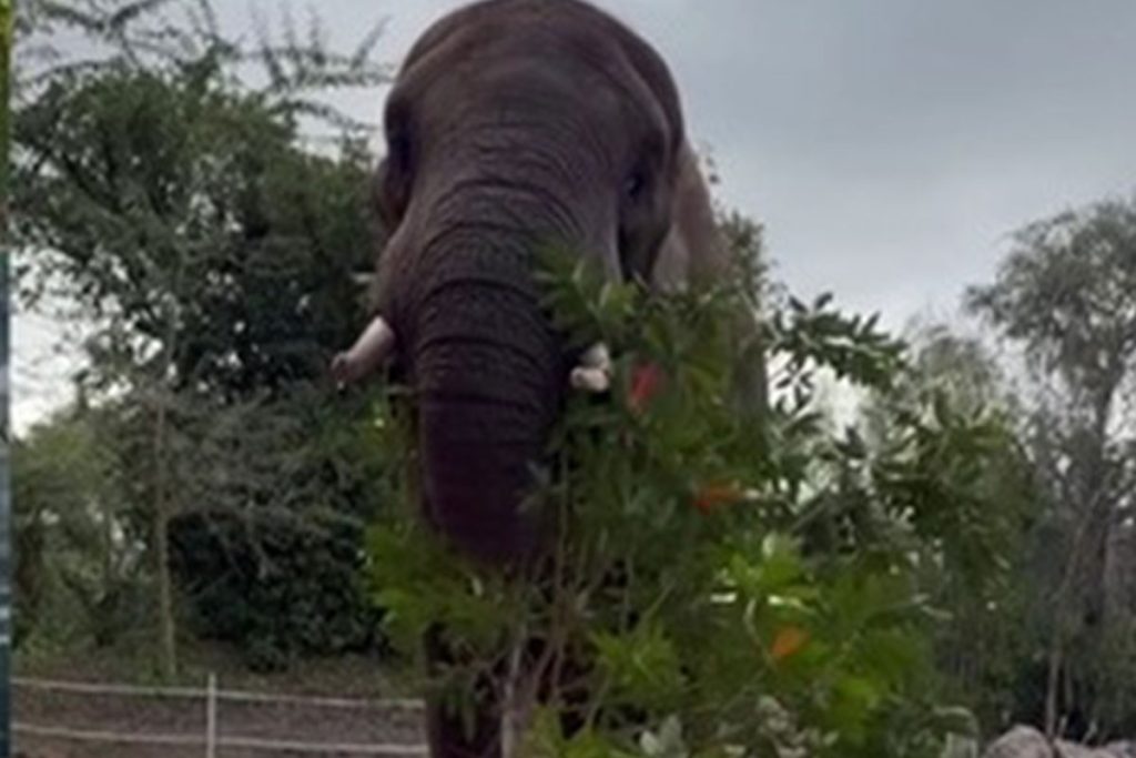 dak-elephant-eating โ WDWINFO.COM Fun Facts About Walt Disney World Cast Members dak-elephant-eating