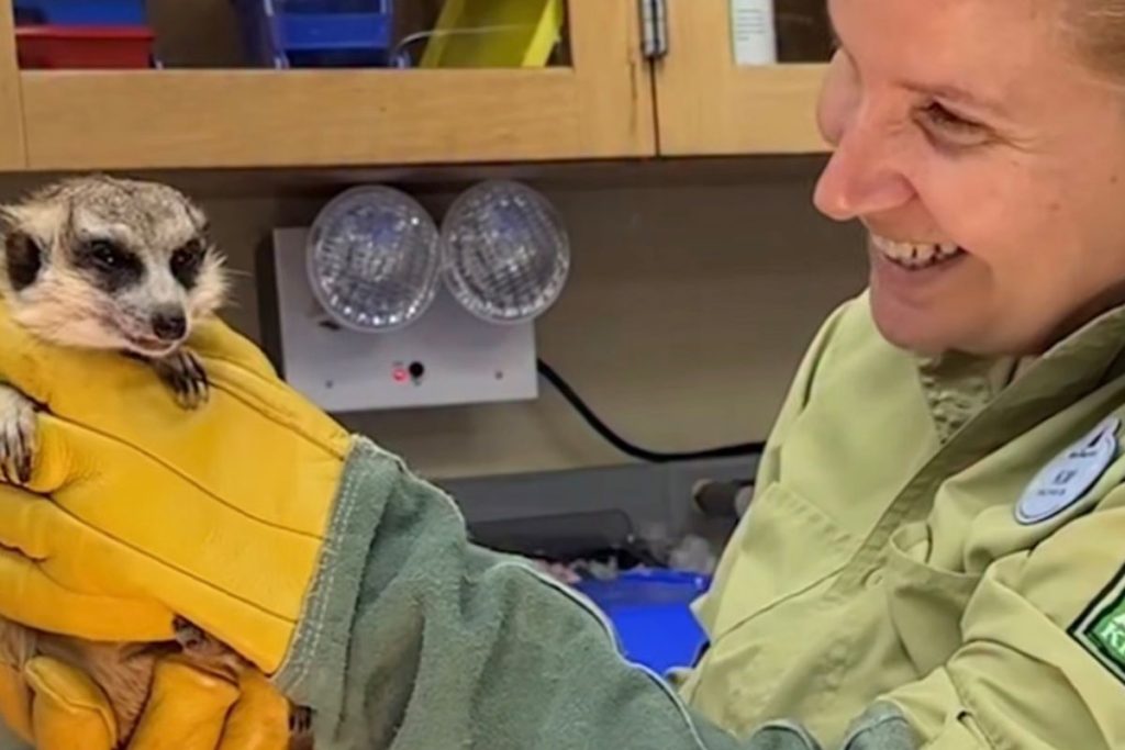 disney-veterinary-cast-member โ WDWINFO.COM Fun Facts About Walt Disney World Cast Members disney-veterinary-cast-member