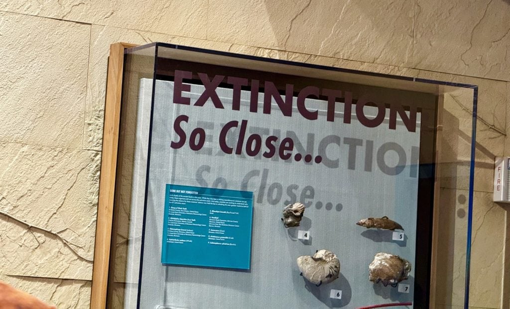 farewell dinosaur_chloe 16 – WDWINFO.COM Counting Down to Extinction: The Final Day of DINOSAUR farewell dinosaur_chloe 16