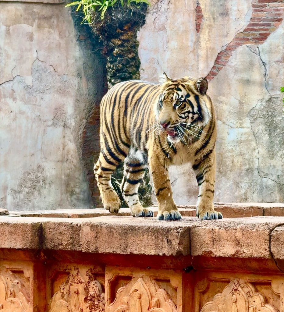 Screenshot – WDWINFO.COM Checking In on Bakso at Disney’s Animal Kingdom Screenshot Screenshot