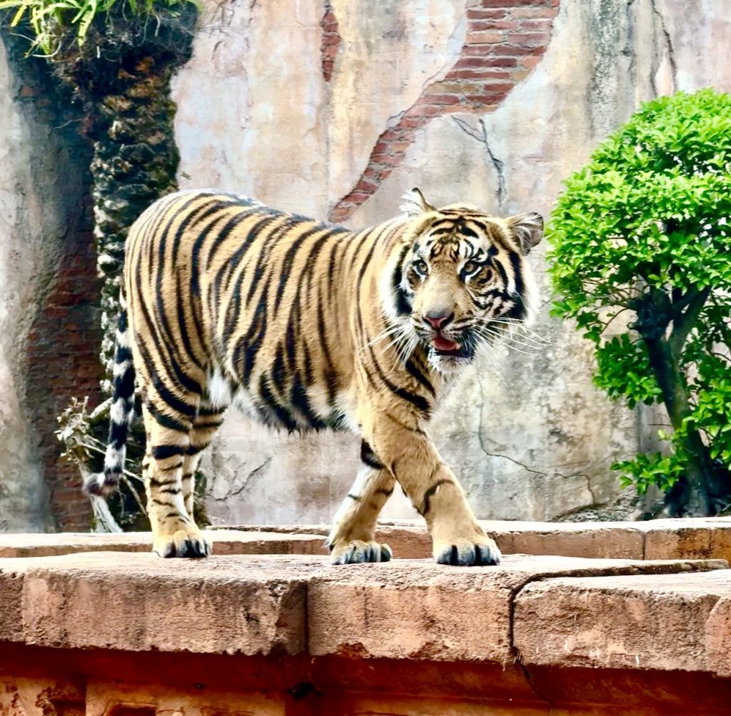 Screenshot – WDWINFO.COM Checking In on Bakso at Disney’s Animal Kingdom Screenshot Screenshot