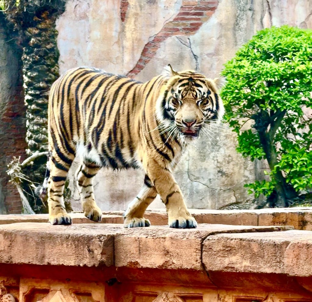 Screenshot – WDWINFO.COM Checking In on Bakso at Disney’s Animal Kingdom Screenshot Screenshot