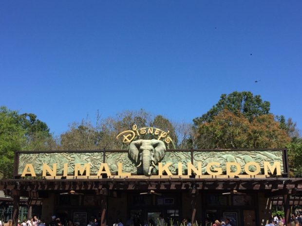 The Exciting Future of Disney’s Animal Kingdom After Tropical Americas