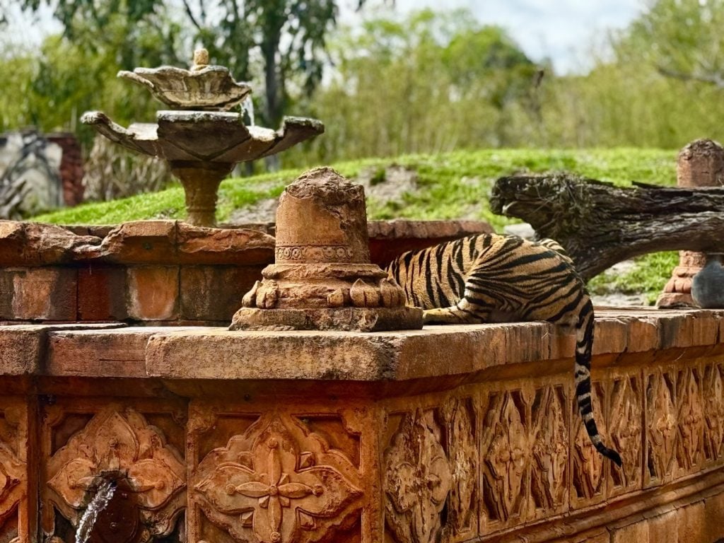 bakso_animal kingdom_chloe 2 – WDWINFO.COM Checking In on Bakso at Disney’s Animal Kingdom bakso_animal kingdom_chloe 2