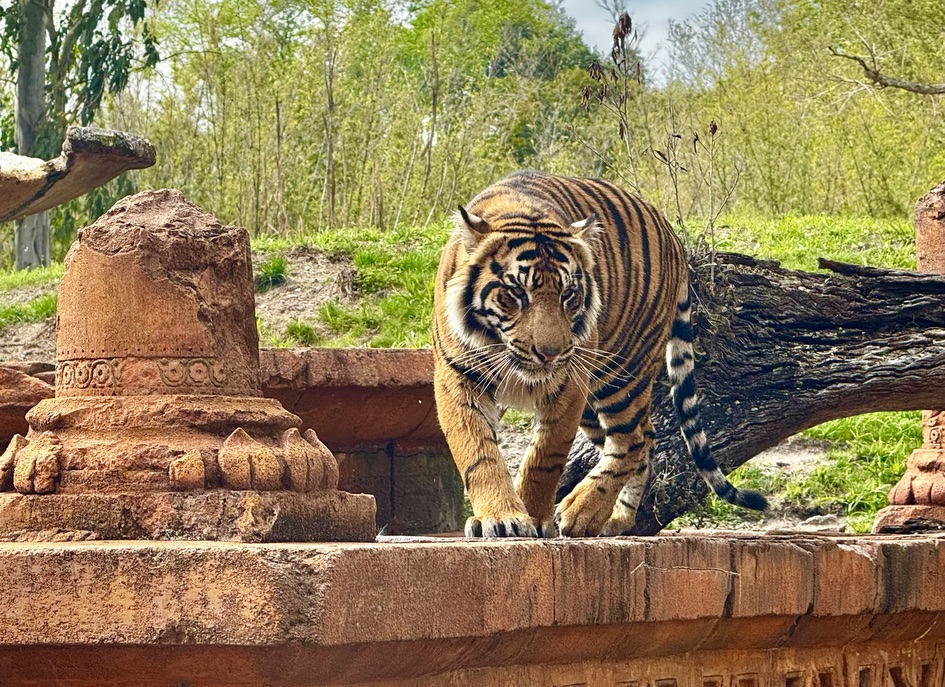bakso_animal kingdom_chloe 3 – WDWINFO.COM Checking In on Bakso at Disney’s Animal Kingdom bakso_animal kingdom_chloe 3
