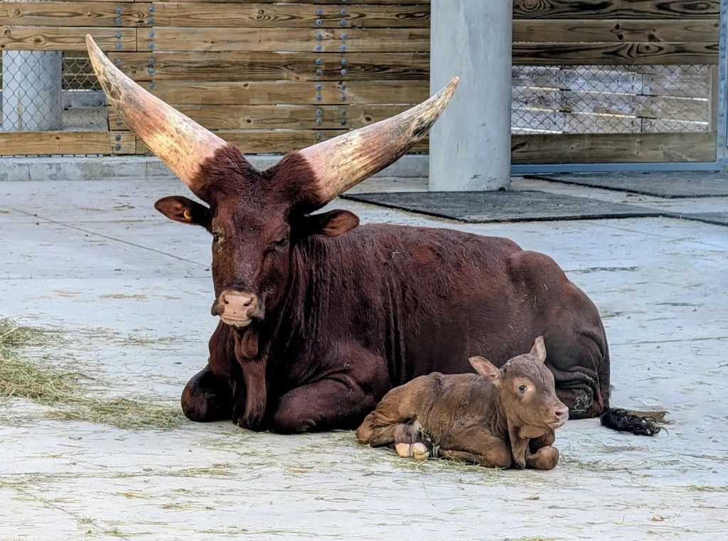 New Ankole Calf at Disney’s Animal Kingdom Lodge new ankole calf DAKL