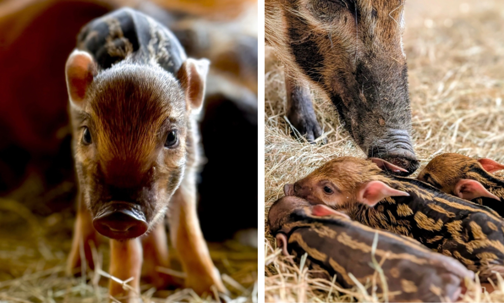 New Piglets Born at Disney’s Animal Kingdom Lodge