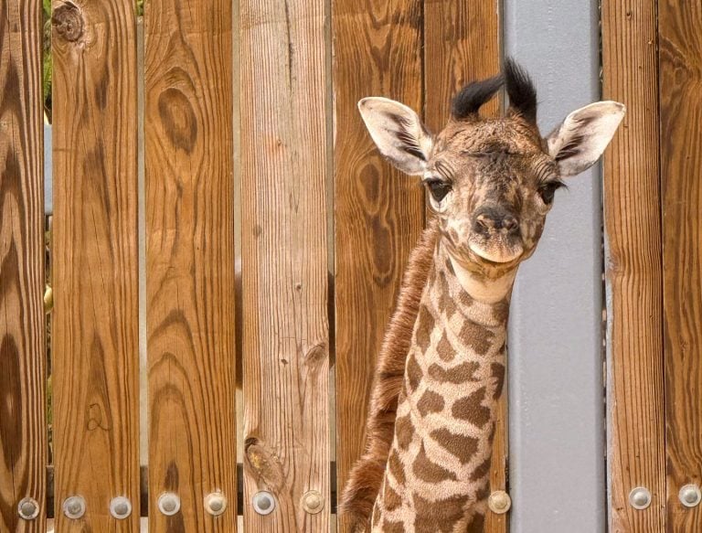 Meet the New Babies of Disney’s Animal Kingdom baby giraffe  