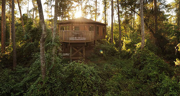 First Look at New Treehouses at Disney's Saratoga Springs Resort