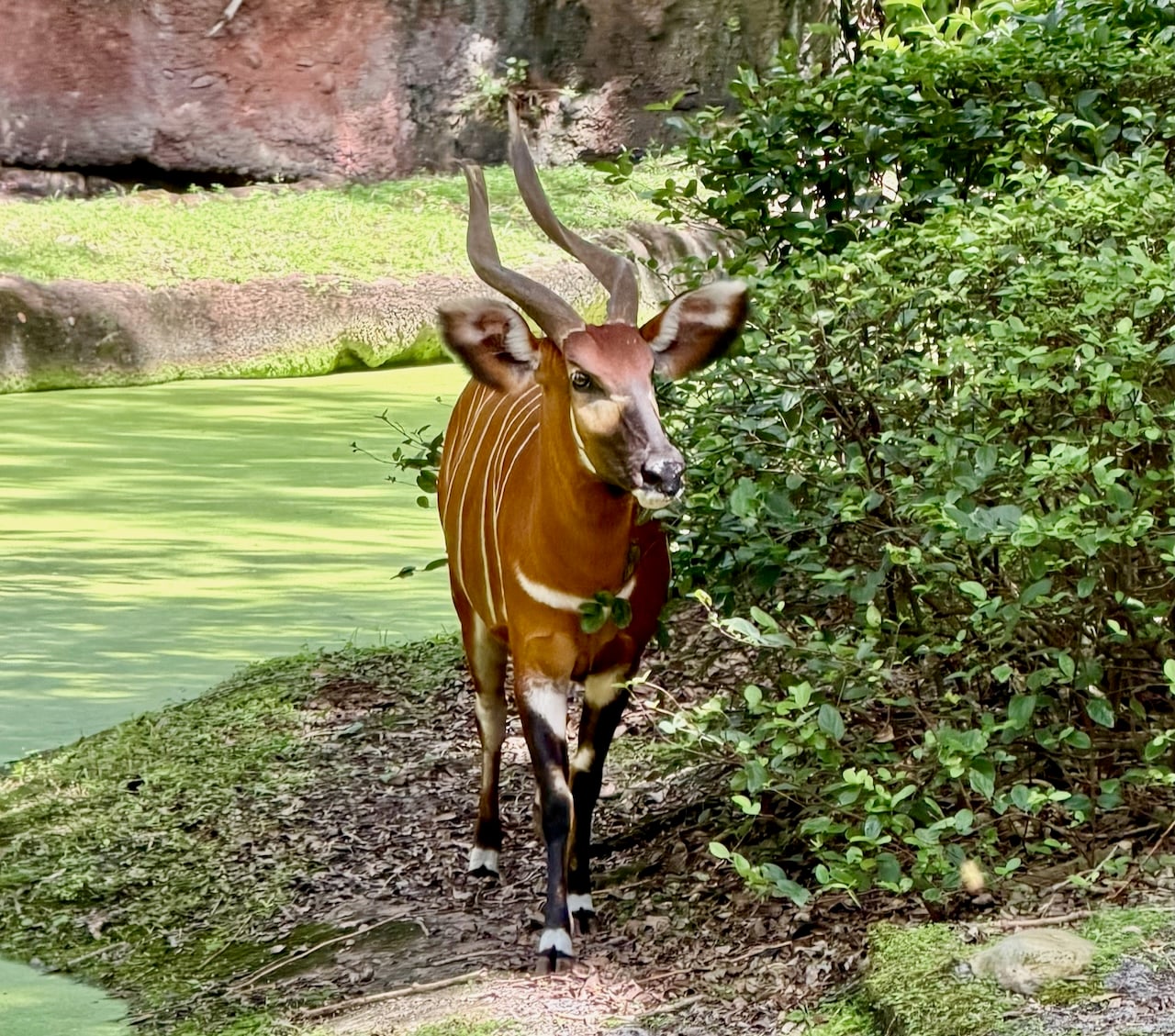 Kilimanjaro Safar