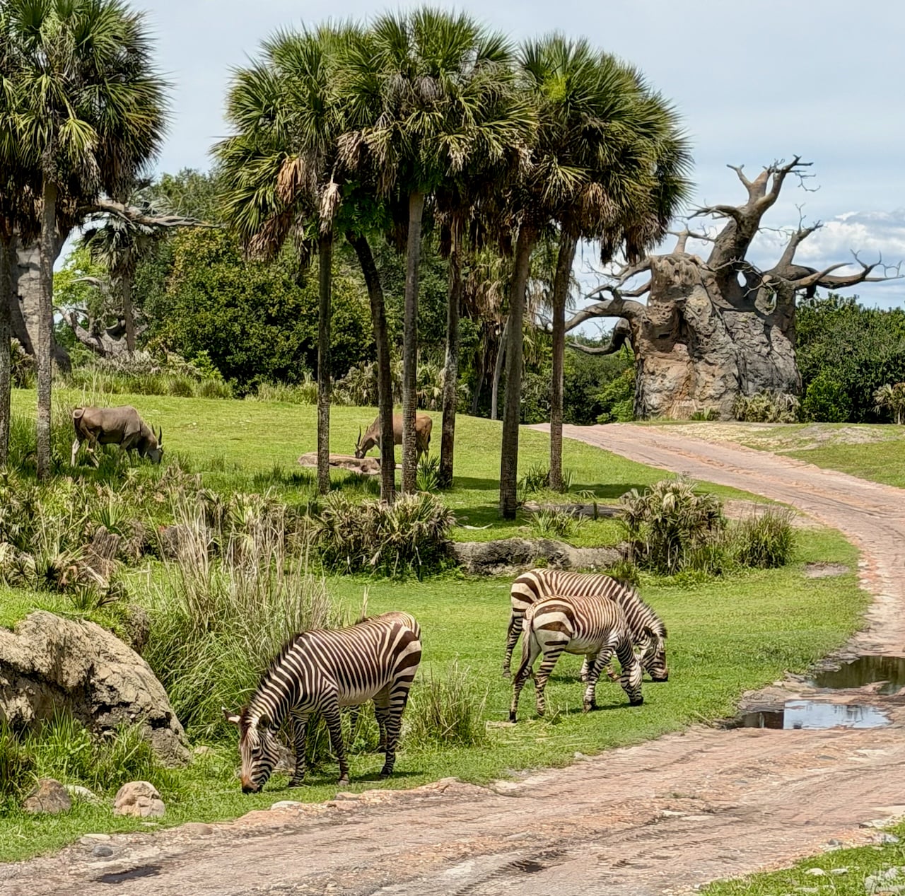 Kilimanjaro Safari