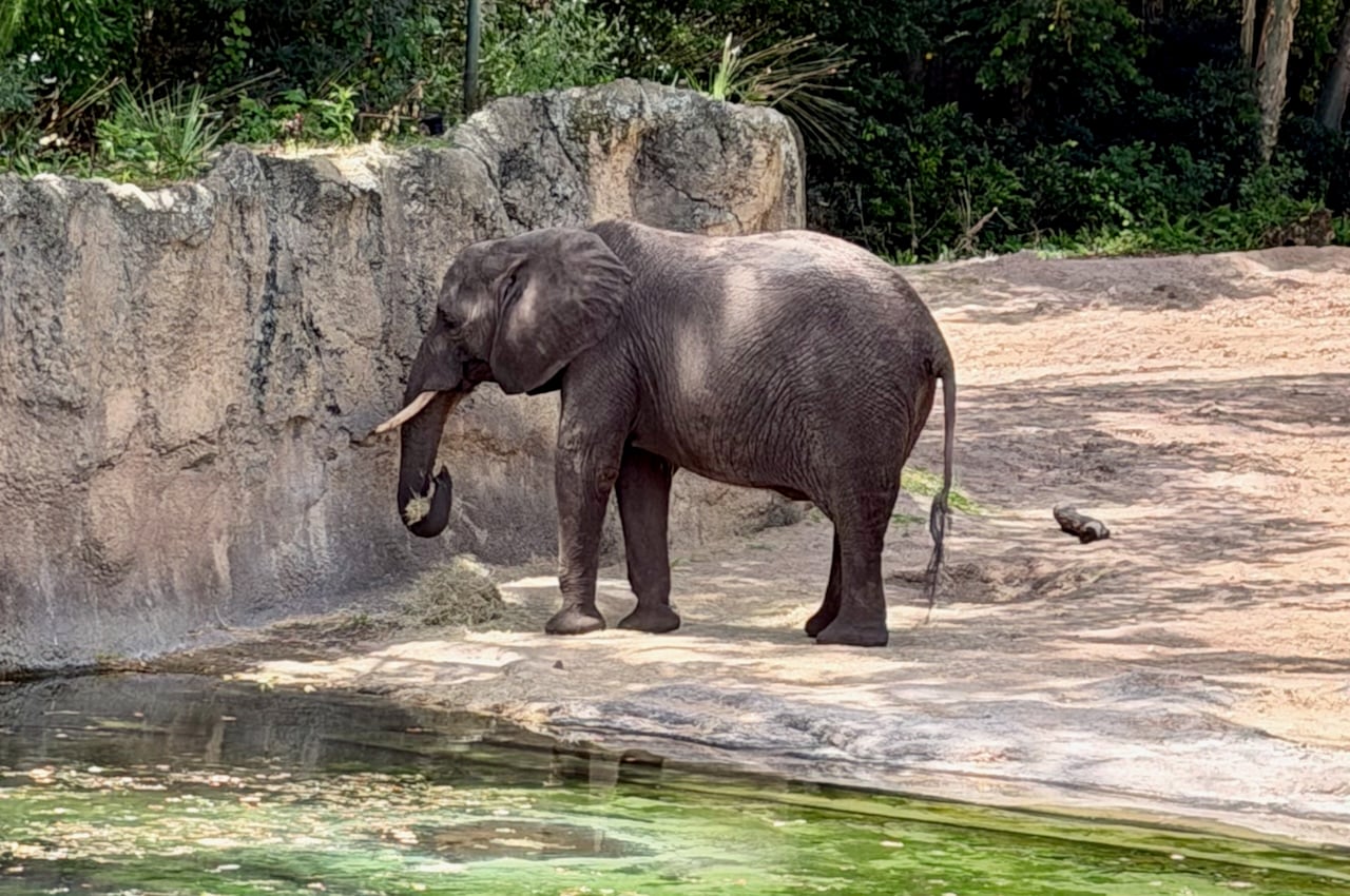 Kilimanjaro Safaris