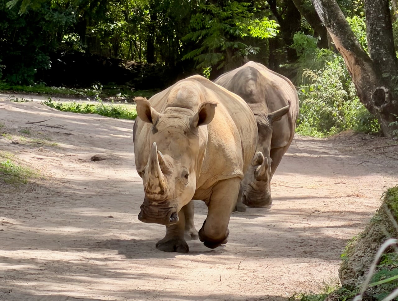 Kilimanjaro Safar