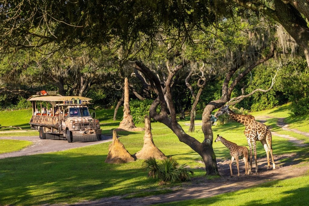 New Baby Giraffe Now Roaming the Savanna at Disney’s Animal Kingdom