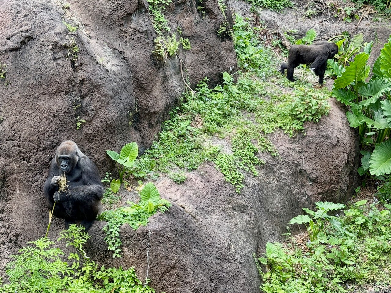 Gorilla Falls Exploration Trail