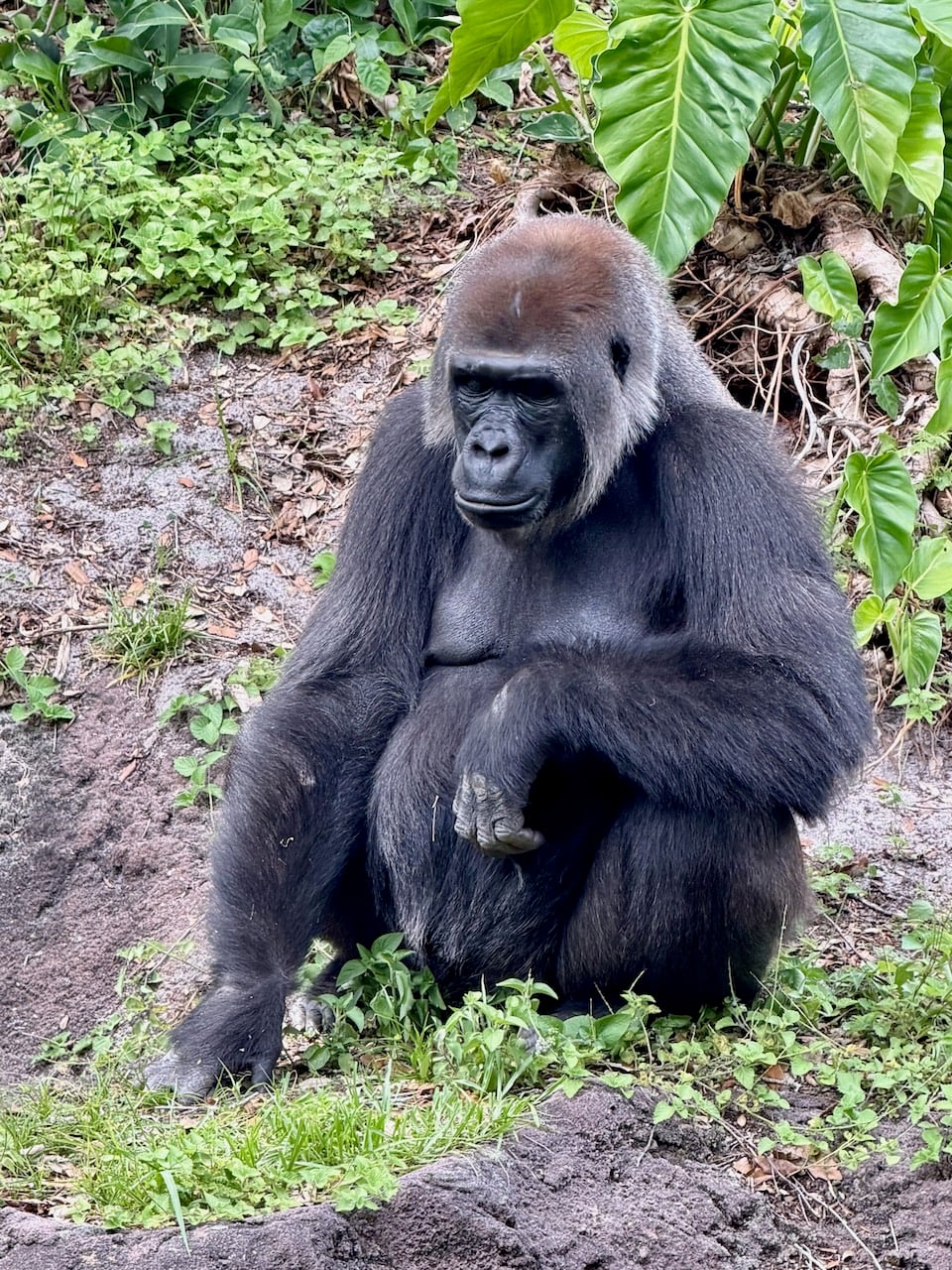Gorilla Falls Exploration Trail
