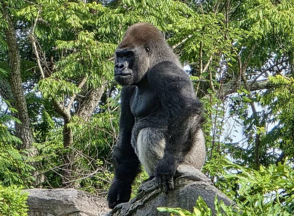 Disney’s Animal Kingdom Welcomes New Silverback Gorilla Bakari