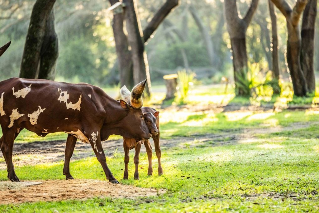 dak-ankole-calf-01 – WDWINFO.COM Meet Cinnamon, the New Baby Ankole Calf at Disney’s Animal Kingdom dak-ankole-calf-01