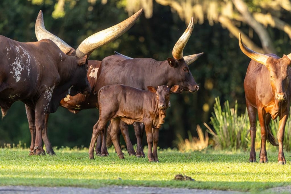 dak-ankole-calf-02 – WDWINFO.COM Meet Cinnamon, the New Baby Ankole Calf at Disney’s Animal Kingdom dak-ankole-calf-02