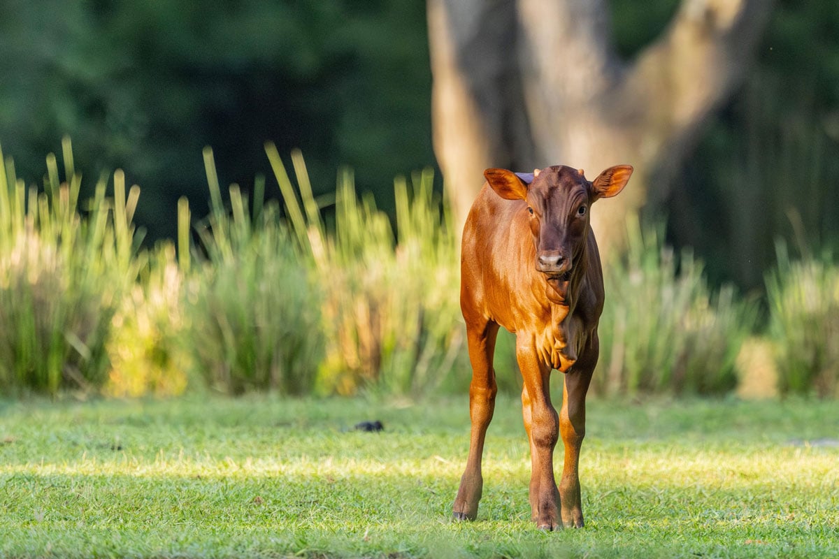Meet Cinnamon, the New Baby Ankole Calf at Disney’s Animal Kingdom